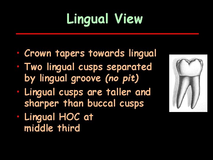 Lingual View • Crown tapers towards lingual • Two lingual cusps separated by lingual