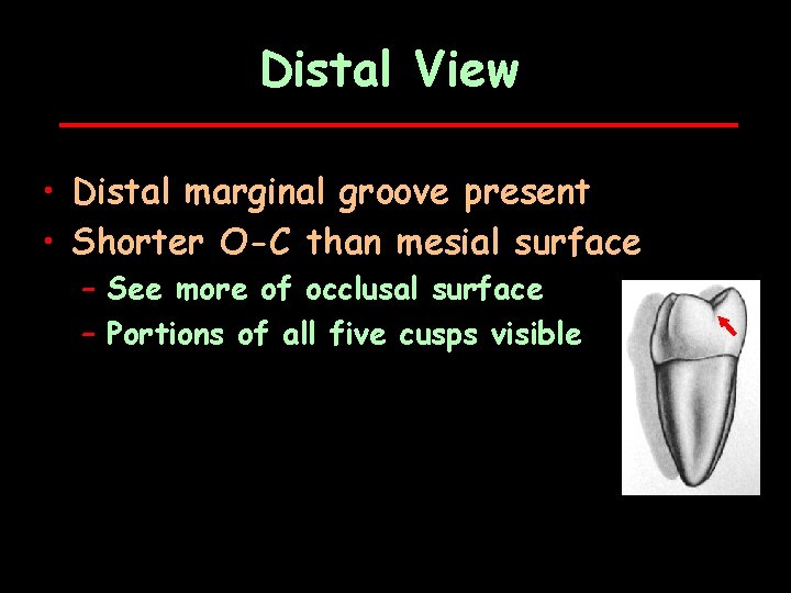 Distal View • Distal marginal groove present • Shorter O-C than mesial surface –