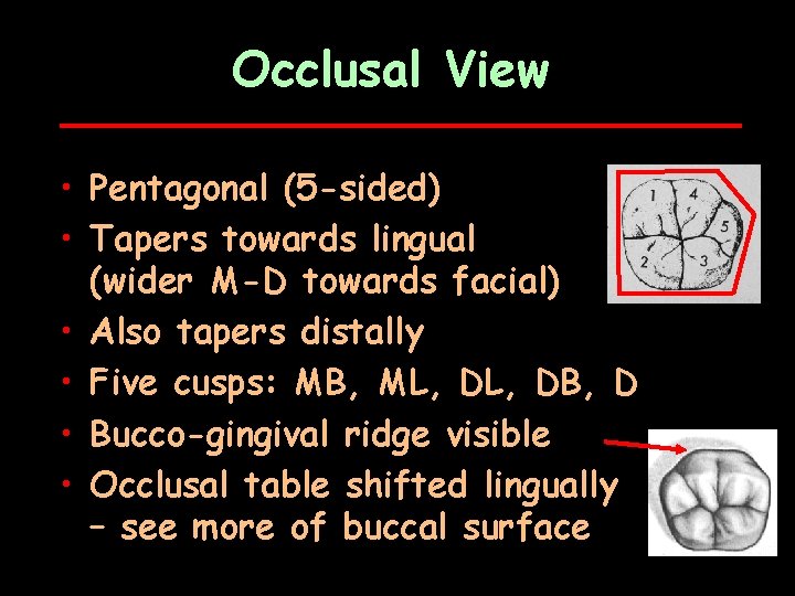 Occlusal View • Pentagonal (5 -sided) • Tapers towards lingual (wider M-D towards facial)