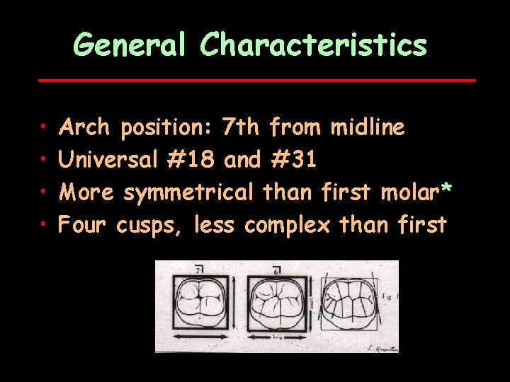 General Characteristics • • Arch position: 7 th from midline Universal #18 and #31