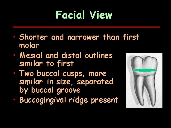 Facial View • Shorter and narrower than first molar • Mesial and distal outlines
