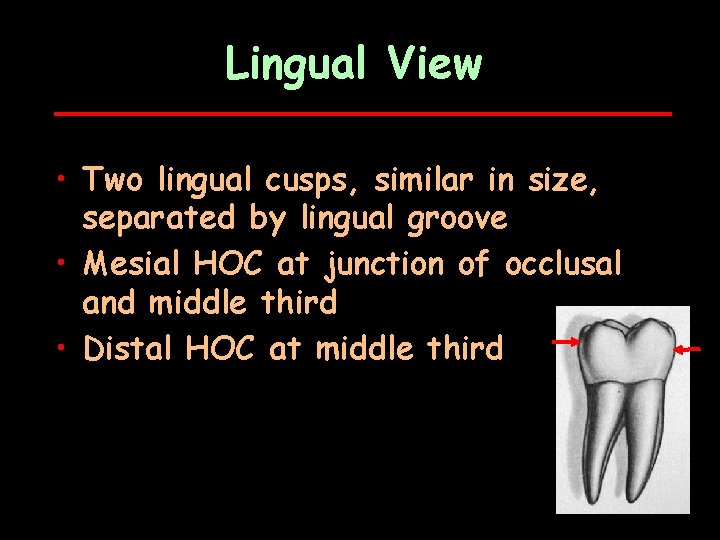 Lingual View • Two lingual cusps, similar in size, separated by lingual groove •
