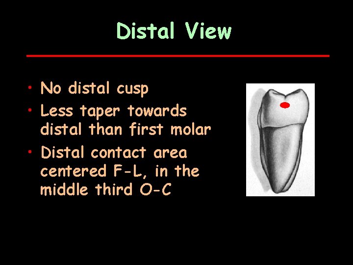 Distal View • No distal cusp • Less taper towards distal than first molar