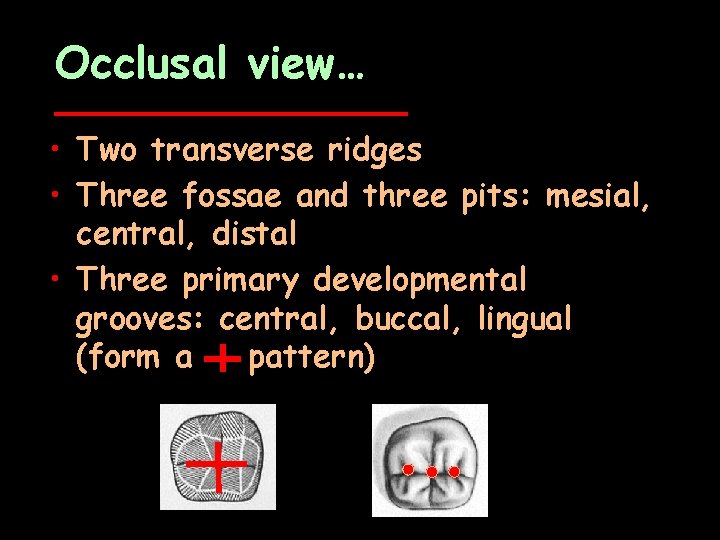 Occlusal view… • Two transverse ridges • Three fossae and three pits: mesial, central,