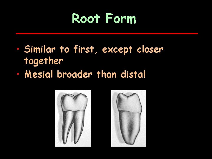 Root Form • Similar to first, except closer together • Mesial broader than distal