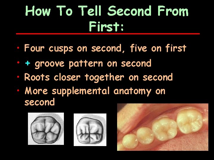 How To Tell Second From First: • Four cusps on second, five on first