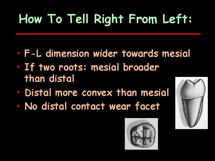 How To Tell Right From Left: • F-L dimension wider towards mesial • If