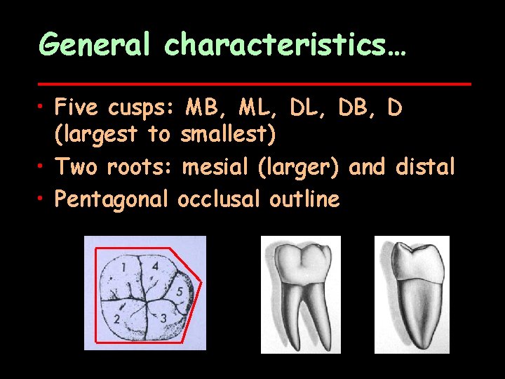 Permanent Mandibular Molars Introduction Larger than the premolars
