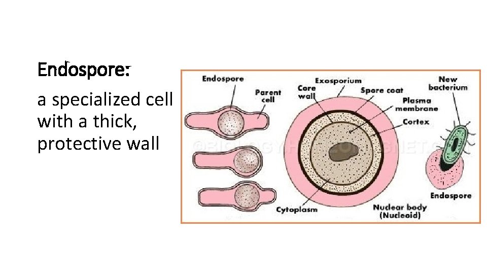 Endospore: a specialized cell with a thick, protective wall 