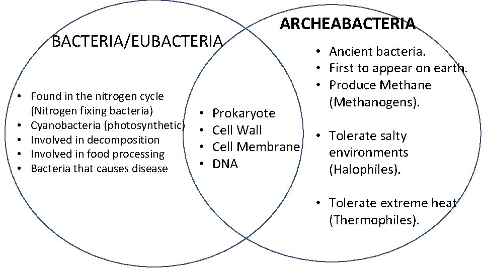 BACTERIA/EUBACTERIA • Found in the nitrogen cycle (Nitrogen fixing bacteria) • Cyanobacteria (photosynthetic) •