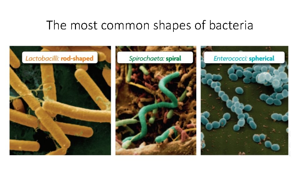 The most common shapes of bacteria 