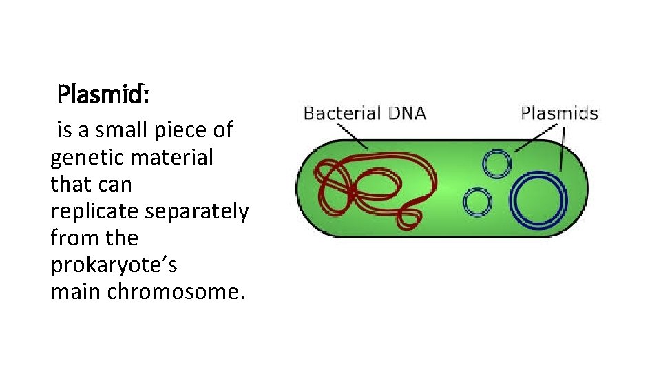 Plasmid: is a small piece of genetic material that can replicate separately from the