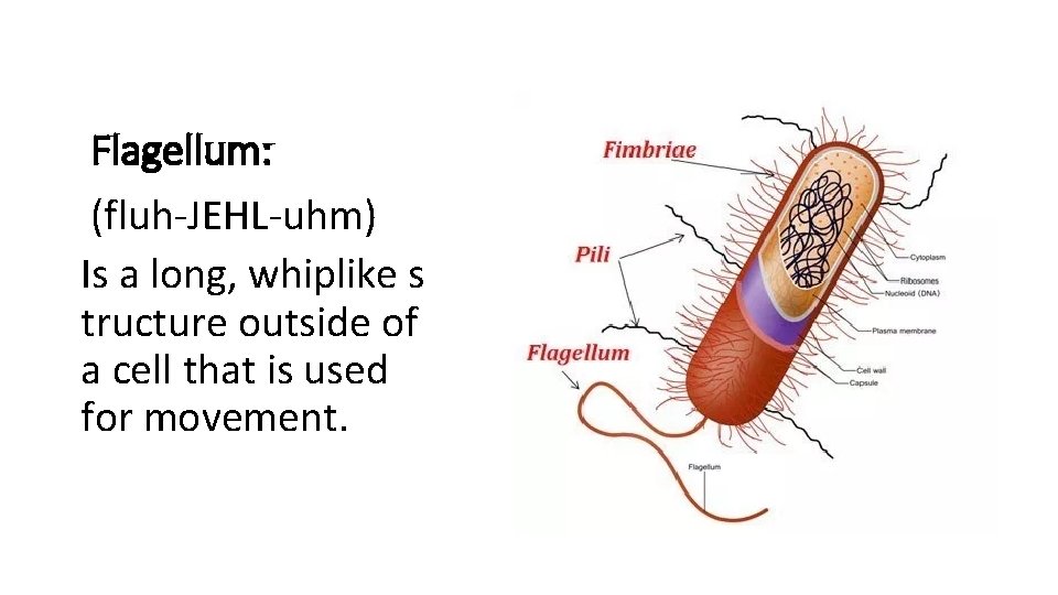 Flagellum: (fluh-JEHL-uhm) Is a long, whiplike s tructure outside of a cell that is