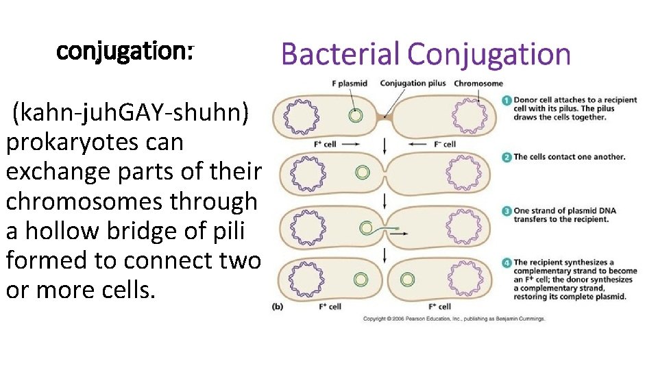 conjugation: (kahn-juh. GAY-shuhn) prokaryotes can exchange parts of their chromosomes through a hollow bridge