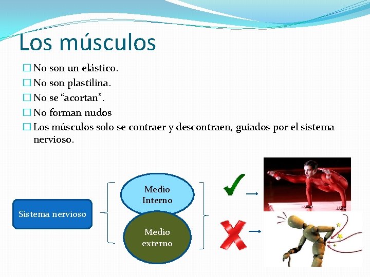 Los músculos � No son un elástico. � No son plastilina. � No se