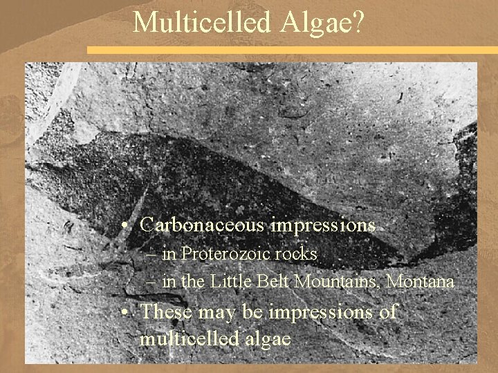 Multicelled Algae? • Carbonaceous impressions – in Proterozoic rocks – in the Little Belt