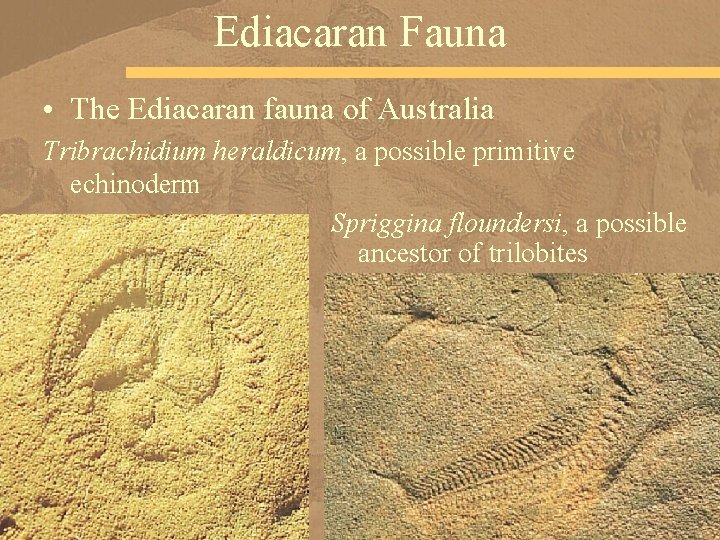 Ediacaran Fauna • The Ediacaran fauna of Australia Tribrachidium heraldicum, a possible primitive echinoderm