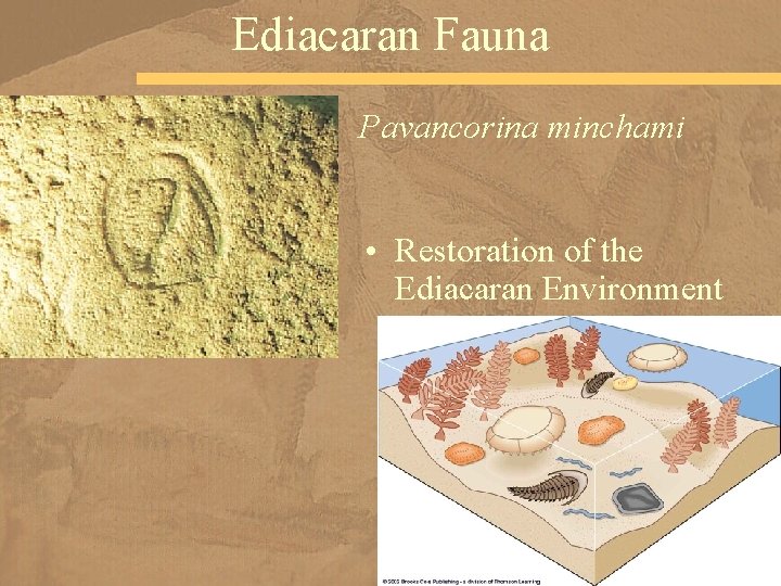 Ediacaran Fauna Pavancorina minchami • Restoration of the Ediacaran Environment 