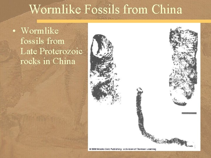 Wormlike Fossils from China • Wormlike fossils from Late Proterozoic rocks in China 