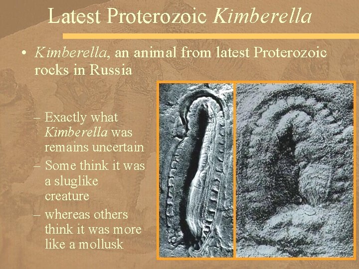 Latest Proterozoic Kimberella • Kimberella, an animal from latest Proterozoic rocks in Russia –