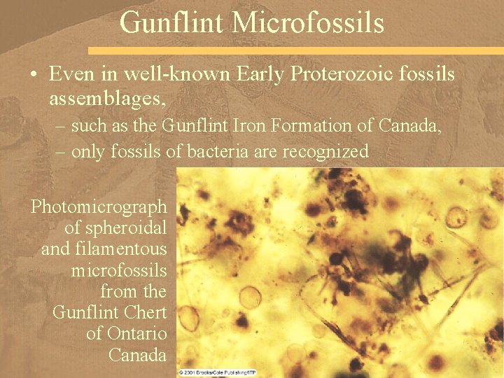 Gunflint Microfossils • Even in well-known Early Proterozoic fossils assemblages, – such as the