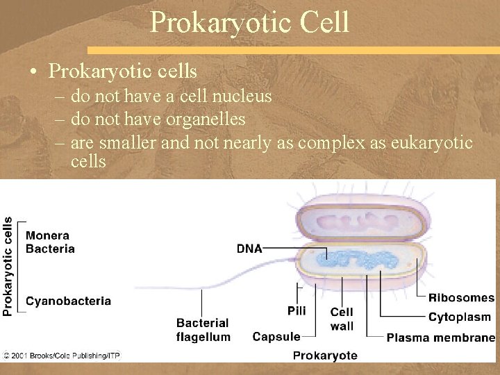 Prokaryotic Cell • Prokaryotic cells – do not have a cell nucleus – do