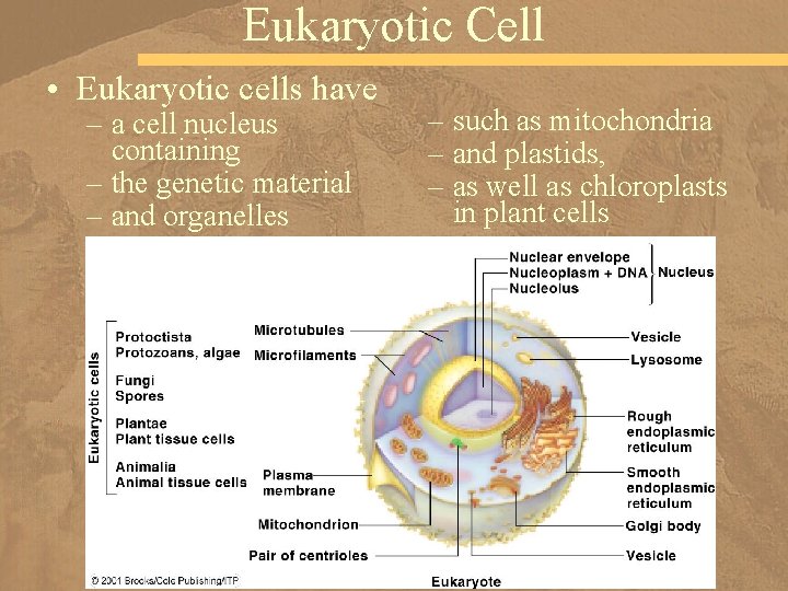 Eukaryotic Cell • Eukaryotic cells have – a cell nucleus containing – the genetic