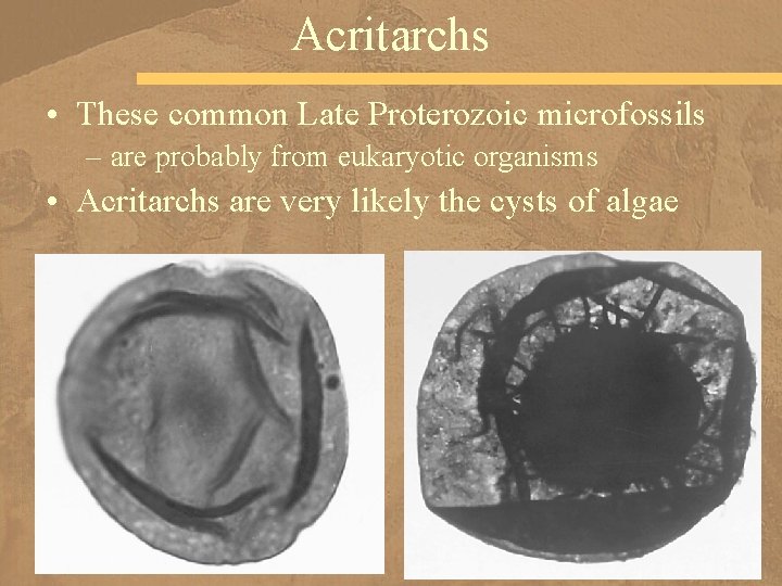 Acritarchs • These common Late Proterozoic microfossils – are probably from eukaryotic organisms •