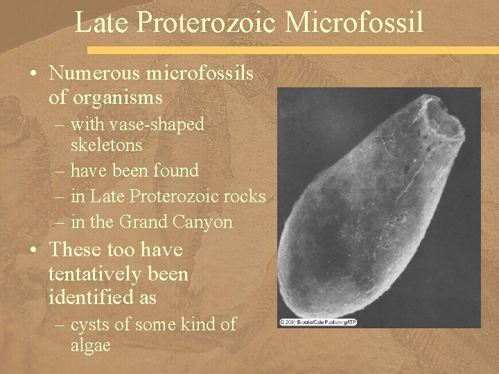 Late Proterozoic Microfossil • Numerous microfossils of organisms – with vase-shaped skeletons – have
