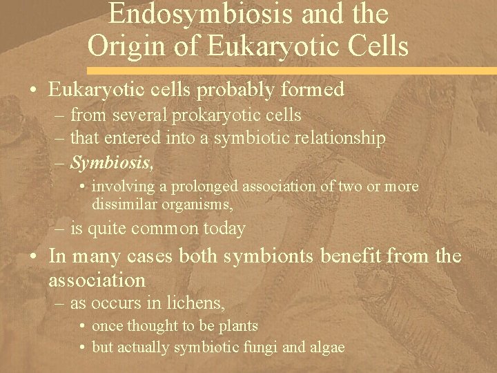 Endosymbiosis and the Origin of Eukaryotic Cells • Eukaryotic cells probably formed – from
