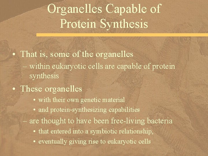Organelles Capable of Protein Synthesis • That is, some of the organelles – within