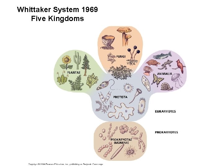 Whittaker System 1969 Five Kingdoms 