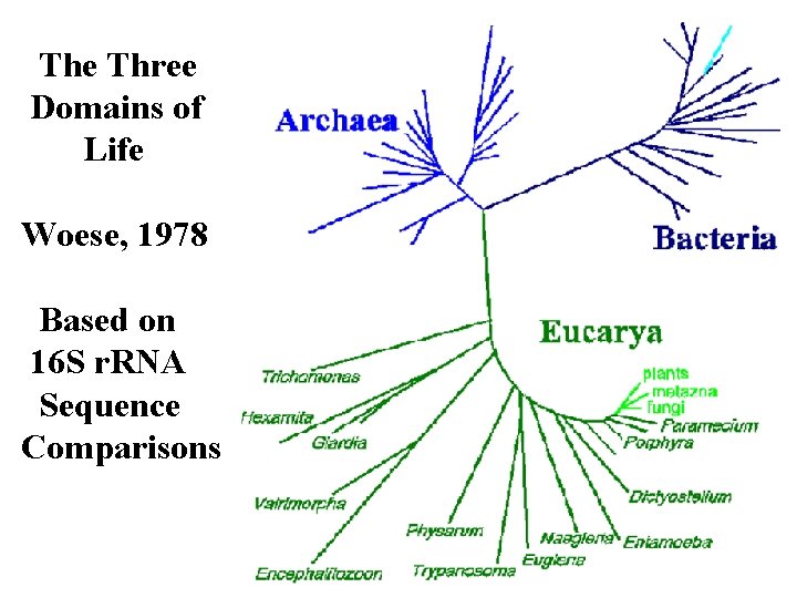 The Three Domains of Life Woese, 1978 Based on 16 S r. RNA Sequence