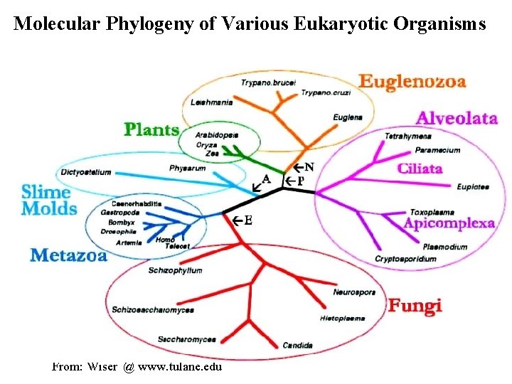 Molecular Phylogeny of Various Eukaryotic Organisms From: Wiser @ www. tulane. edu 