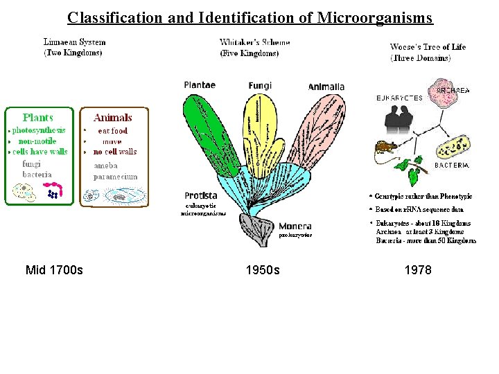 Classification and Identification of Microorganisms Mid 1700 s 1950 s 1978 