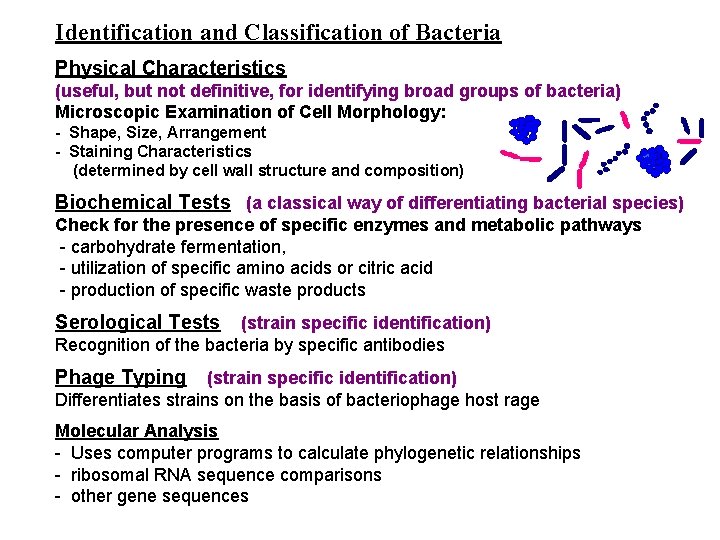 Identification and Classification of Bacteria Physical Characteristics (useful, but not definitive, for identifying broad