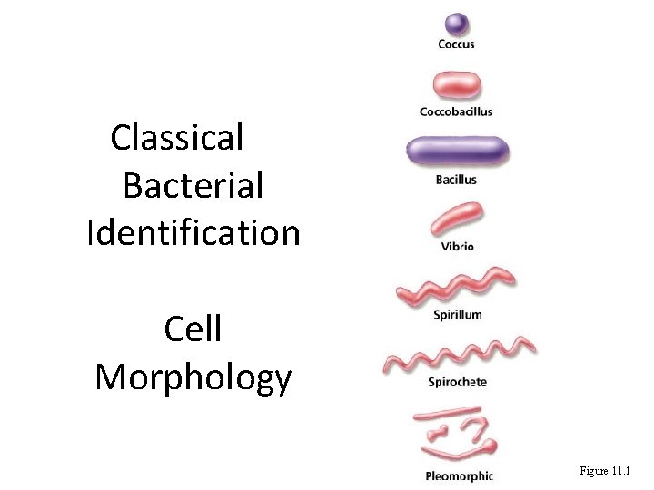 Classical Bacterial Identification Cell Morphology Figure 11. 1 