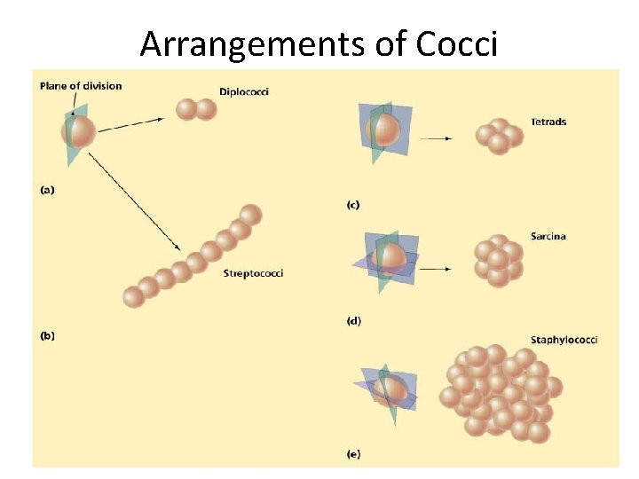 Arrangements of Cocci Figure 11. 6 