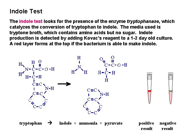 Indole Test The indole test looks for the presence of the enzyme tryptophanase, which