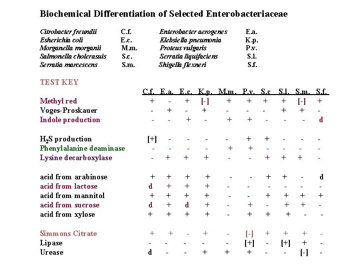 Biochemical Differentiation of Selected Enterobacteriaceae Citrobacter freundii Esherichia coli Morganella morganii Salmonella cholerasuis Serratia