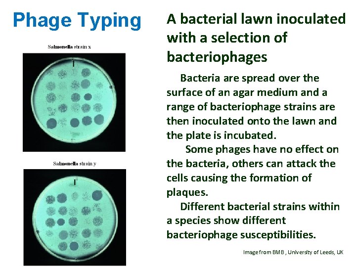 Phage Typing A bacterial lawn inoculated with a selection of bacteriophages Bacteria are spread