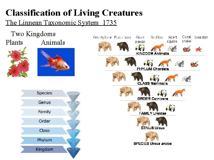 Classification of Living Creatures The Linnean Taxonomic System 1735 Two Kingdoms Plants Animals 