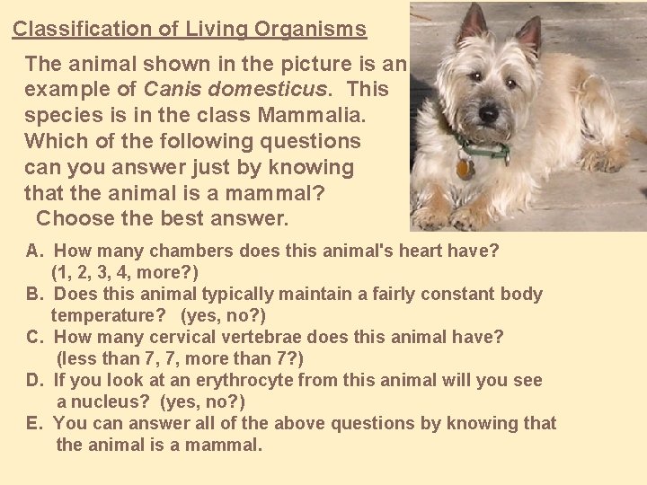 Classification of Living Organisms The animal shown in the picture is an example of
