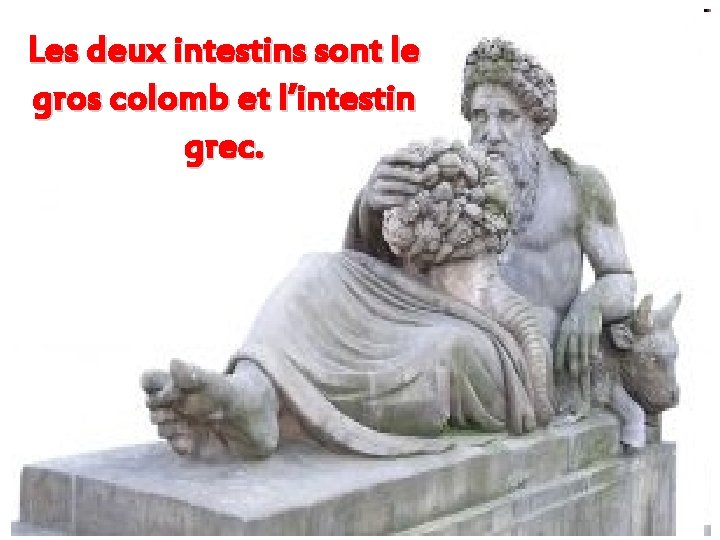 Les deux intestins sont le gros colomb et l’intestin grec. 