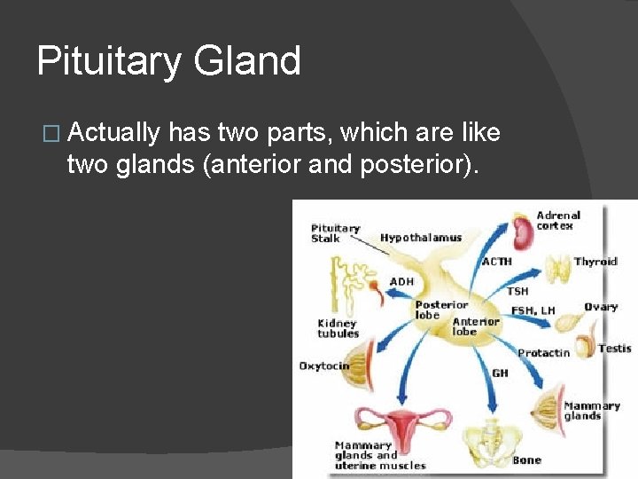 Pituitary Gland � Actually has two parts, which are like two glands (anterior and