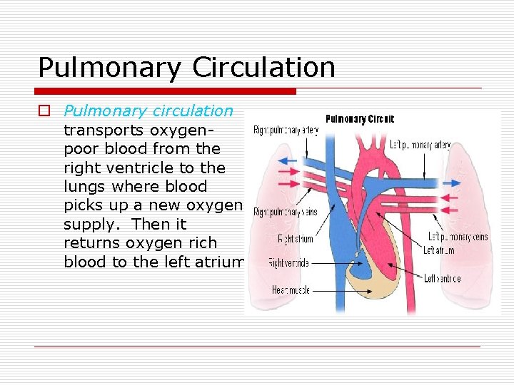 Pulmonary Circulation o Pulmonary circulation transports oxygenpoor blood from the right ventricle to the