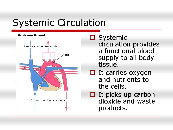 Systemic Circulation o Systemic circulation provides a functional blood supply to all body tissue.