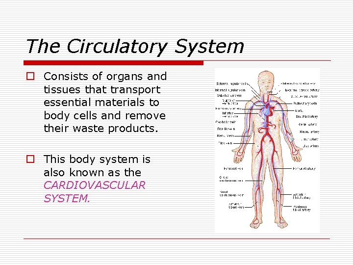 The Circulatory System o Consists of organs and tissues that transport essential materials to
