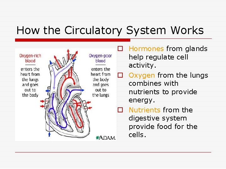 How the Circulatory System Works o Hormones from glands help regulate cell activity. o
