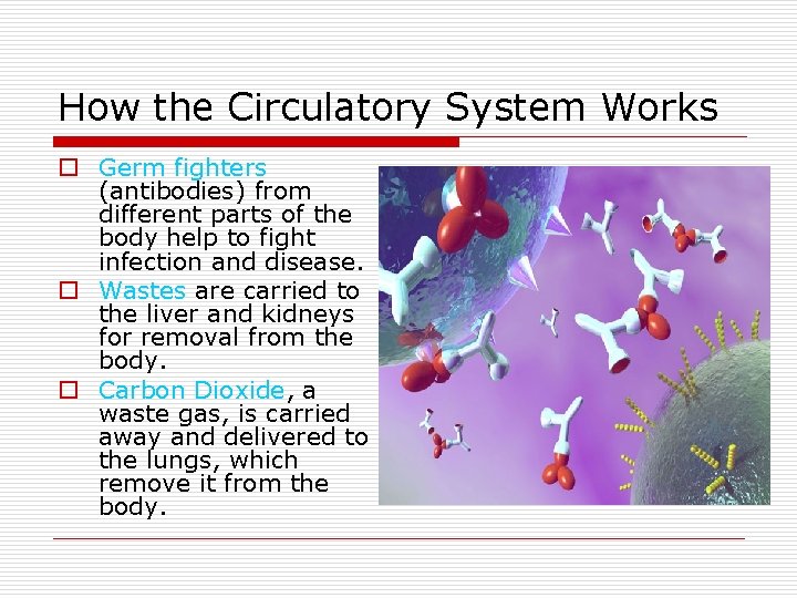 How the Circulatory System Works o Germ fighters (antibodies) from different parts of the